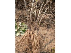 菏泽正宗观赏牡丹苗 催花牡丹 观赏牡丹苗直销 观赏牡丹厂家图1