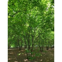 丛生榉树价格，丛生红榉树图片，6米高丛生榉树价格 远森银杏