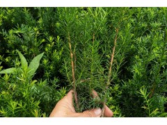 ​四年红豆杉苗30公分高大量供应 红豆杉苗 益锋红豆杉基地图1