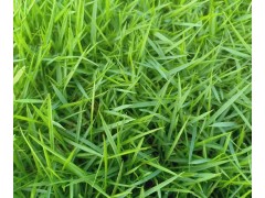 春季草坪如何正确使用除草剂