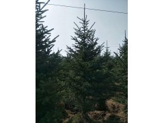 基地大量供应云杉 2-5米高云杉树价格 吉林云杉基地 云杉图2