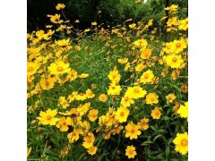 供应金鸡菊种子 百日草种子 金鸡菊种子出售 黑龙江花卉种子图2