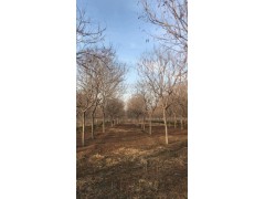 供应栾树 黄山栾树 北京栾树 南栾 10公分北栾树批发基地图1
