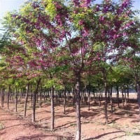 8公分嫁接香花槐,香花槐基地出售,香花槐树苗,精品嫁接香花槐