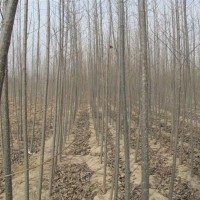 毛白杨地径0.8厘米杨树价格低的新疆杨品种年生长量毛白杨包活