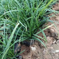 崂峪苔草 崂峪苔草价格 崂峪苔草培育基地  崂峪苔草营养杯苗