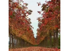 天津红叶复叶槭 红叶复叶槭基地 大量批发出售3公分红叶复叶槭图1