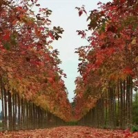 天津红叶复叶槭 红叶复叶槭基地 大量批发出售3公分红叶复叶槭