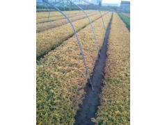 南方金森女贞苗 萧山金叶女贞 浙江女贞苗 供应金叶女贞苗图2