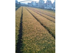 南方金森女贞苗 萧山金叶女贞 浙江女贞苗 供应金叶女贞苗图3