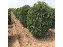 供大叶黄杨球 120-200冠大叶黄杨球报价 河南大叶黄杨球图2