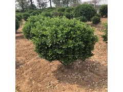 供大叶黄杨球 120-200冠大叶黄杨球报价 河南大叶黄杨球图3