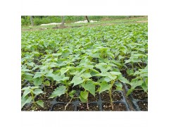 梓树小苗/根苗图2