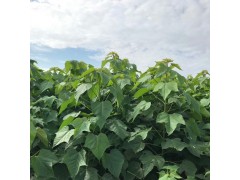 梓树小苗/根苗图3