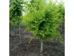 博野金叶榆 金叶榆苗 金叶榆小苗 河北金叶榆价格 金叶榆批发图3