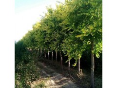 博野金叶榆 金叶榆苗 金叶榆小苗 河北金叶榆价格 金叶榆批发图2