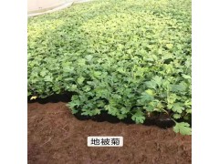 地被菊小苗图1
