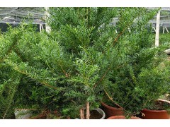 家庭种植红豆杉小苗 红豆杉家庭苗 红豆杉小苗繁育基地 红豆杉图2