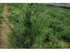 家庭种植红豆杉小苗 红豆杉家庭苗 红豆杉小苗繁育基地 红豆杉图3