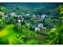 农村栽种树木，讲究风水，也讲究实用