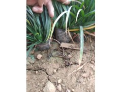崂峪苔草 崂峪苔草价格 崂峪苔草营养钵苗 北京崂峪苔草苗图1