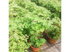 ​直销当年开花牡丹花苗盆栽 牡丹苗 多分枝5年大苗 菏泽牡丹图1