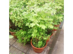 ​直销当年开花牡丹花苗盆栽 牡丹苗 多分枝5年大苗 菏泽牡丹图3