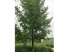 银杏树_江苏银杏树价格_银杏树报价_银杏树基地_批发价格图1