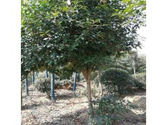 香樟树出售厂家 丛生香樟 直供香樟树 南阳樟树 南阳香樟基地图1