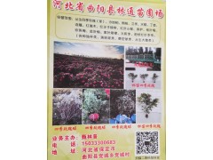 经营沙地柏、侧柏苗木，河北侧柏、沙地柏基地图1