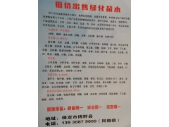 低价出售柳树，河北柳树基地，博野柳树图1