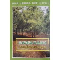 大规格丝棉木、北京栾(10-18公分)大型丝棉木精品苗系列