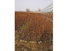 供应天鹅绒紫薇，30-100公分红叶紫薇营养杯苗 小苗图1