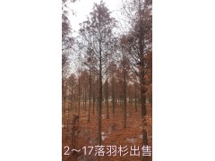 落羽杉基地 浙江落羽杉供应 落羽杉1-18公分 银达园艺图2