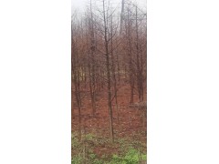 落羽杉基地 浙江落羽杉供应 落羽杉1-18公分 银达园艺图3