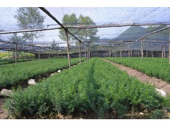 精品红豆杉小苗基地 红豆杉小苗批发 益锋红豆杉基地 红豆杉图1
