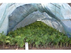 精品红豆杉小苗基地 红豆杉小苗批发 益锋红豆杉基地 红豆杉图2