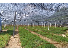 精品红豆杉小苗基地 红豆杉小苗批发 益锋红豆杉基地 红豆杉图3