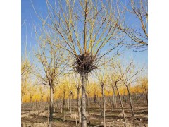 12公分金枝槐树图2