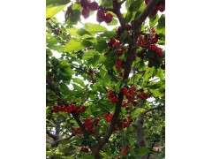 大量供应2-8公分的各种品种大樱桃树，俄罗斯8号樱桃苗等图2