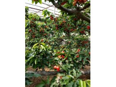 大量供应2-8公分的各种品种大樱桃树，俄罗斯8号樱桃苗等图3