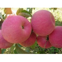 供应苹果苗，烟富苹果苗/国光苹果苗/黄香蕉苹果苗等系列苹果树