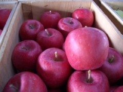 供应苹果苗，烟富苹果苗/国光苹果苗/黄香蕉苹果苗等系列苹果树图2