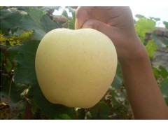 供应苹果苗，烟富苹果苗/国光苹果苗/黄香蕉苹果苗等系列苹果树图3