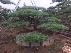 山东黑松移栽 供应黑松造型 黑松盆景 莱芜大型黑松古桩造型树图1