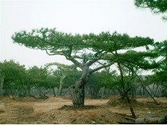 大型油松造型基地 油松古树移栽 山东莱芜大型造型松景松 油松图1