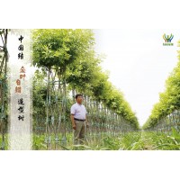 特有中国结白蜡造型树，山东白蜡镂空造型树 专业供应白蜡造型树