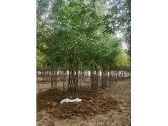 海棠造型树供应，中国结海棠造型树大量上市供应销售 海棠造型树图1