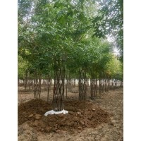 海棠造型树供应，中国结海棠造型树大量上市供应销售 海棠造型树