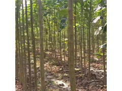 大量供应1-5公分楸树小苗，淮阳苗木基地-楸树-各种规格楸树图1